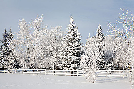 树,霜,卡尔加里,艾伯塔省,加拿大