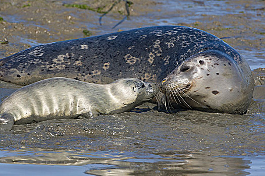 斑海豹,母亲,1-2岁,星期,老,幼仔,依偎,蒙特利湾,加利福尼亚