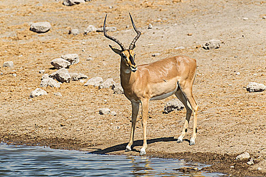 黑脸高角羚,黑斑羚,水潭,埃托沙国家公园,纳米比亚,非洲