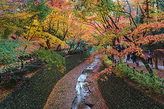 日本京都北野天满宫秋季枫叶,御土居水渠红叶景观