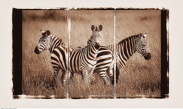 斑马,马塞马拉野生动物保护区,肯尼亚,非洲