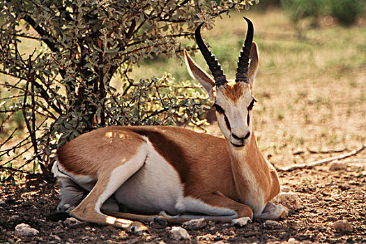 纳米比亚,埃托沙国家公园,跳羚,大幅,尺寸