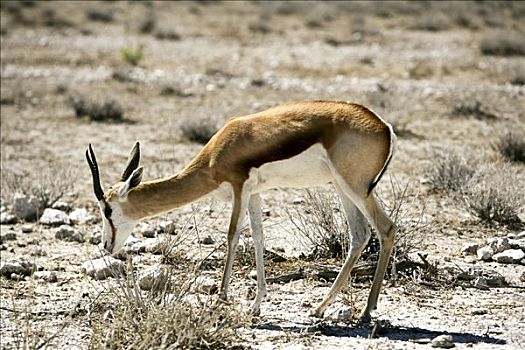 跳羚,放牧,埃托沙国家公园,区域,纳米比亚