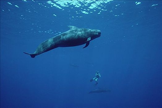 大吻巨头鲸,短肢领航鲸,潜水,背景,夏威夷