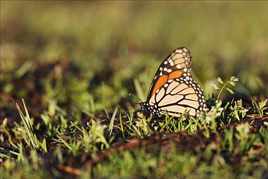 黑脉金斑蝶,草丛,自然保护区,米却阿肯州,墨西哥