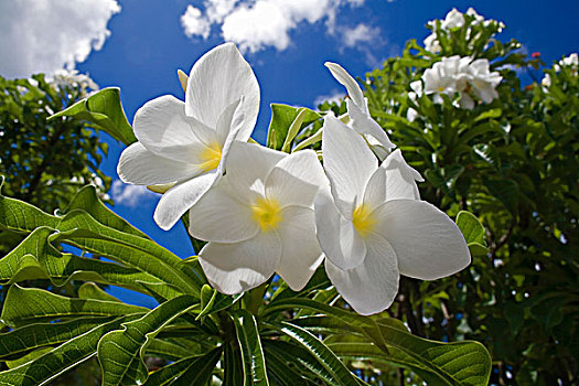 鸡蛋花,白色,芳香,花,博奈尔岛,小安的列斯群岛,荷兰,安的列斯群岛,加勒比