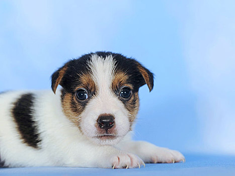 杰克罗素狗,褐色,白色,三色,小狗,6星期大,动物,棚拍,奥地利,欧洲