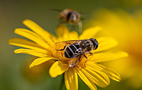 蜜蜂停留在黄菊花上