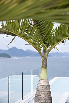 棕榈树,科巴卡巴纳,里约热内卢,里约热内卢州,巴西