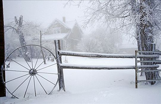 栅栏,马车车轮,树,遮盖,冰,雪,牧场,萨斯喀彻温,加拿大