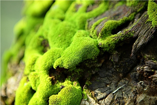 苔藓