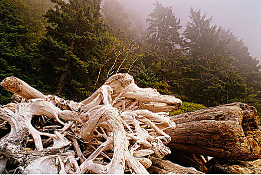 浮木,环太平洋国家公园,不列颠哥伦比亚省,加拿大