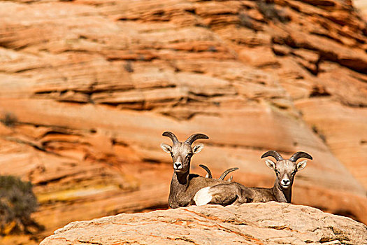 大角羊,锡安国家公园,犹他,美国