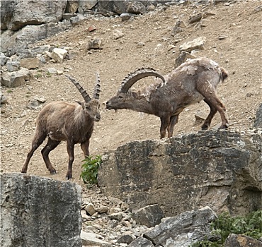 两个,阿尔卑斯野山羊,争斗,石头,氛围