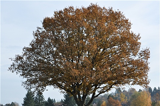 树,秋季
