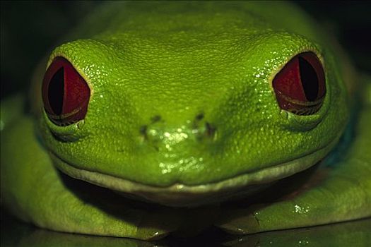 红眼树蛙,睁大眼睛,热带,雨林,中美洲