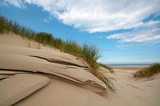 沙丘,风景,海洋,背景,弗里斯兰省,荷兰