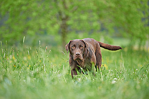 拉布拉多犬,巧克力,褐色,草地,正面,站立,看镜头