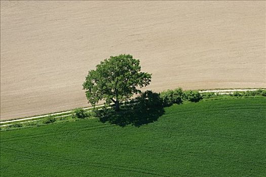 孤树,两个,地点,德国