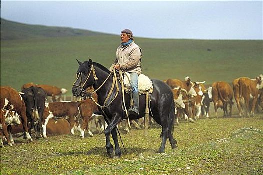 男人,骑马,高卓人,驾驶,母牛,幼兽,哺乳动物,巴塔哥尼亚,南美,牲畜,动物