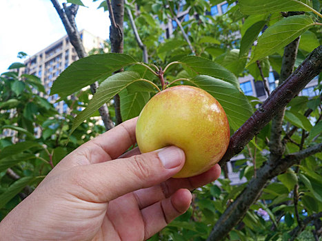 青苹果,苹果