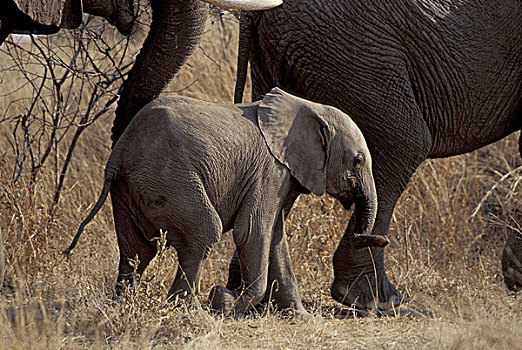 非洲,津巴布韦,赞比西河,国家公园,非洲象,幼仔