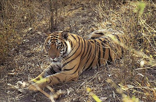 虎,孟加拉虎,濒危物种,哺乳动物,丛林,班德哈维夫国家公园,中央邦,印度,亚洲,动物