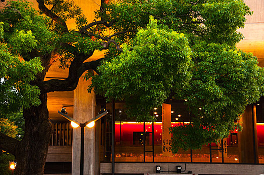 东京上野文化会馆,建筑与大树,人们散步午后阳光下的公园里