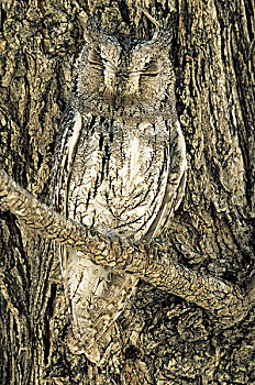 角鸮,角鸮属,保护色,栖息,靠近,树干,树,埃托沙国家公园,纳米比亚,非洲