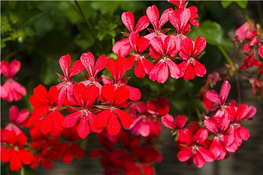 天竺葵,花,雨