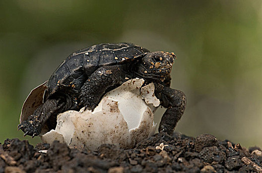 岛屿,龟,加拉帕戈斯象龟,孵化动物,出现,蛋,波多黎各,圣克鲁斯岛,加拉帕戈斯群岛,厄瓜多尔