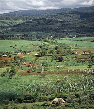 耕作,乡野,靠近,恩格罗恩格罗,高地,坦桑尼亚北部