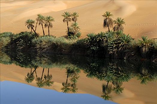 棕榈树,倒影,水,绿洲,利比亚
