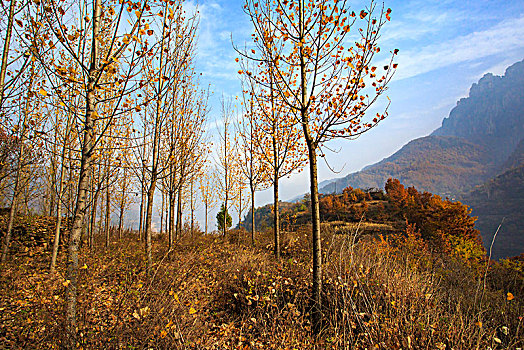 树叶,树枝,秋色,山