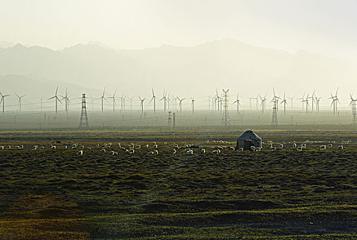 地窝堡风力发电站旁的羊群,新疆乌鲁木齐