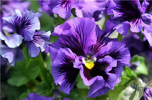 特写,紫罗兰,花