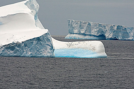 阿德利企鹅,群,冰山,威德尔海,南极