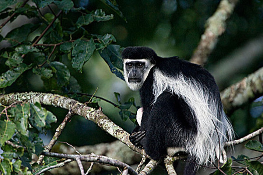 疣猴属,东黑白疣猴,树林,乌干达