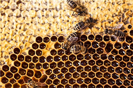 微距,蜜蜂,蜂窝