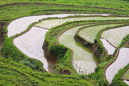 贵州,黄果树