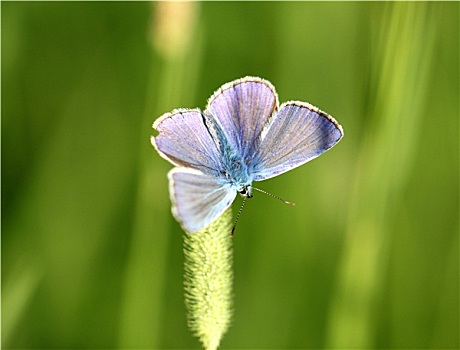 蓝色,蝴蝶,坐,草