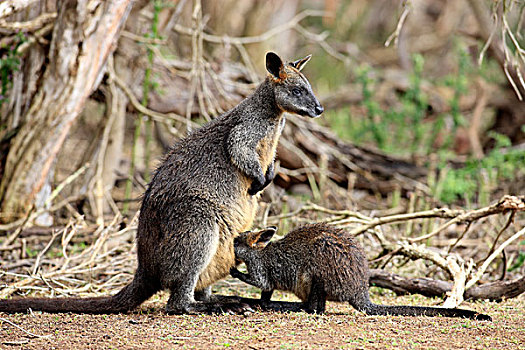 沼泽,小袋鼠,女性,幼小,菲利普岛,澳大利亚