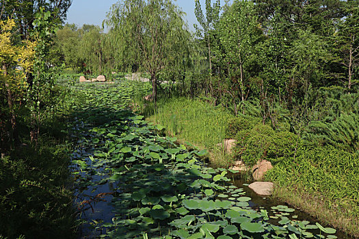 夏至小暑