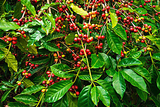 红色,咖啡,樱桃,藤,烹饪,夏威夷大岛,夏威夷,美国,大幅,尺寸