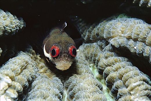 黏鱼,脑珊瑚,大,红色,眼睛,恐惧,食肉动物,加勒比海