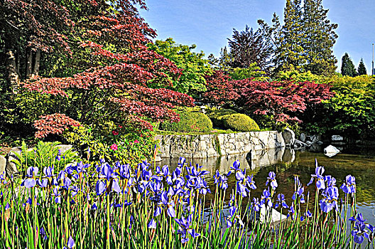 花园,黑斯廷斯,公园,温哥华,不列颠哥伦比亚省,加拿大