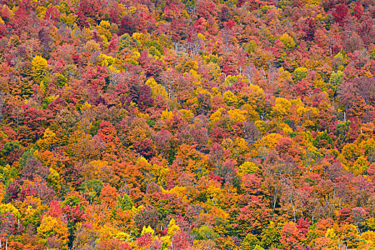 秋叶,抽象,背景,新英格兰,区域