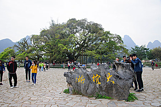 桂林阳朔大榕树风景