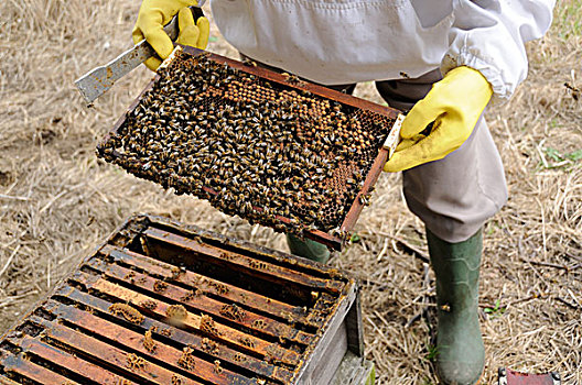 蜜蜂保存,养蜂人,检查,西部,蜂蜜,蜜蜂,窝,诺福克,英格兰,欧洲