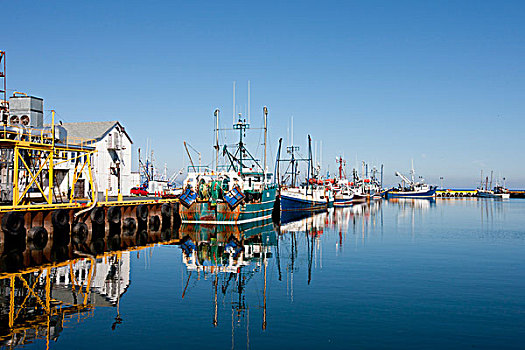 打渔船队,停靠,码头,新布兰斯维克,加拿大